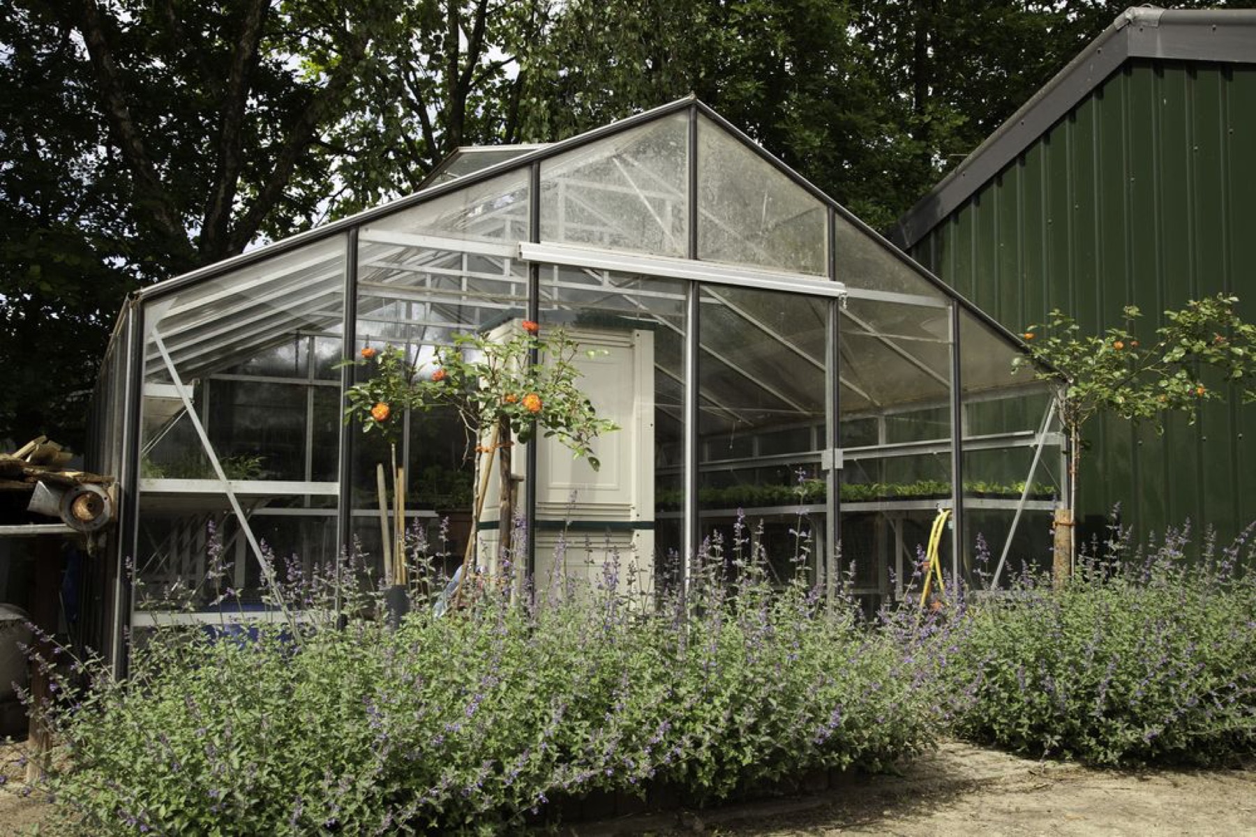 De plantenkas op het erf van 't Spiek, met paarse bloeiende planten ervoor