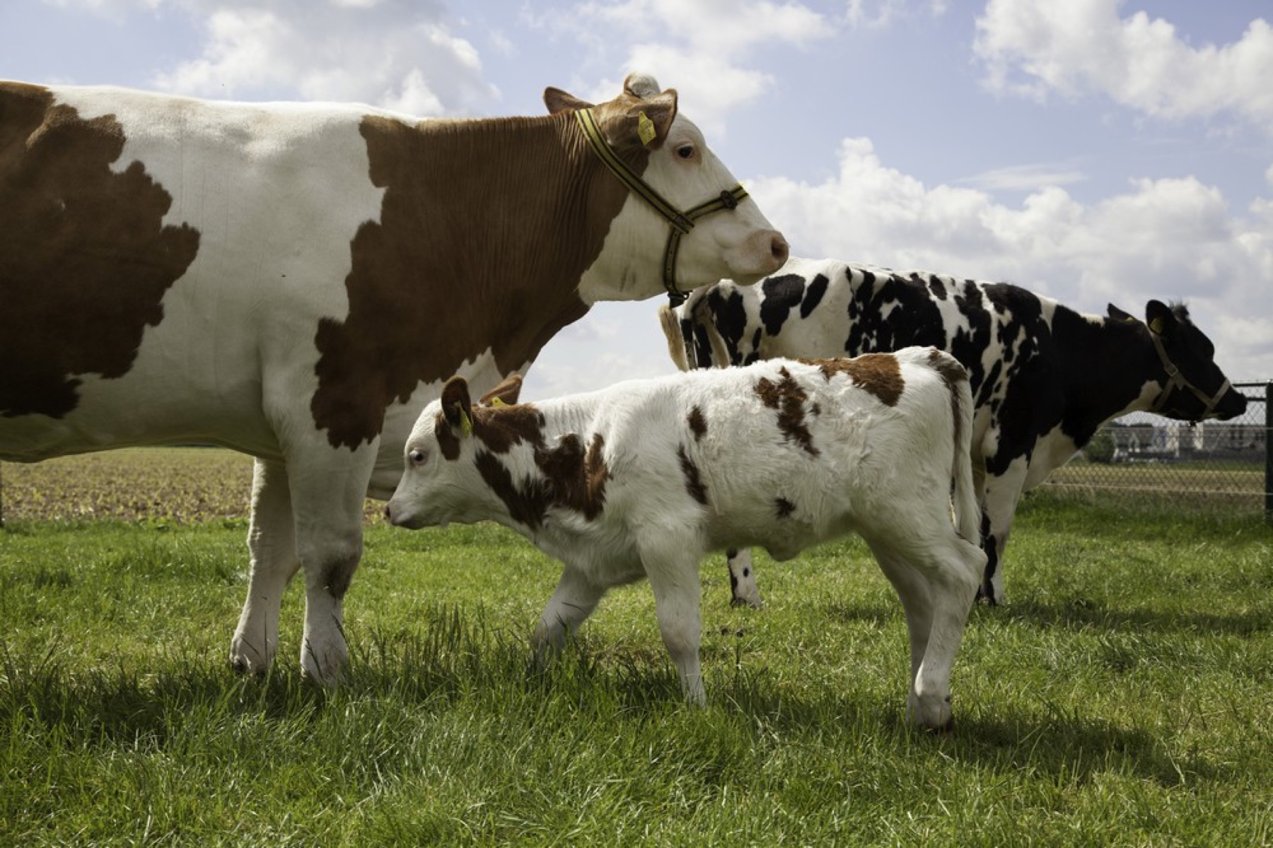 Werken met de dieren