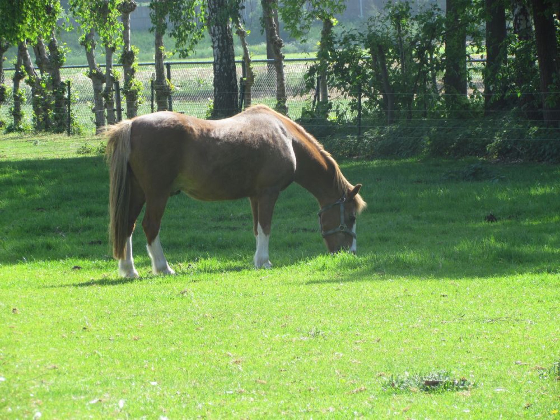 Paard in de wei