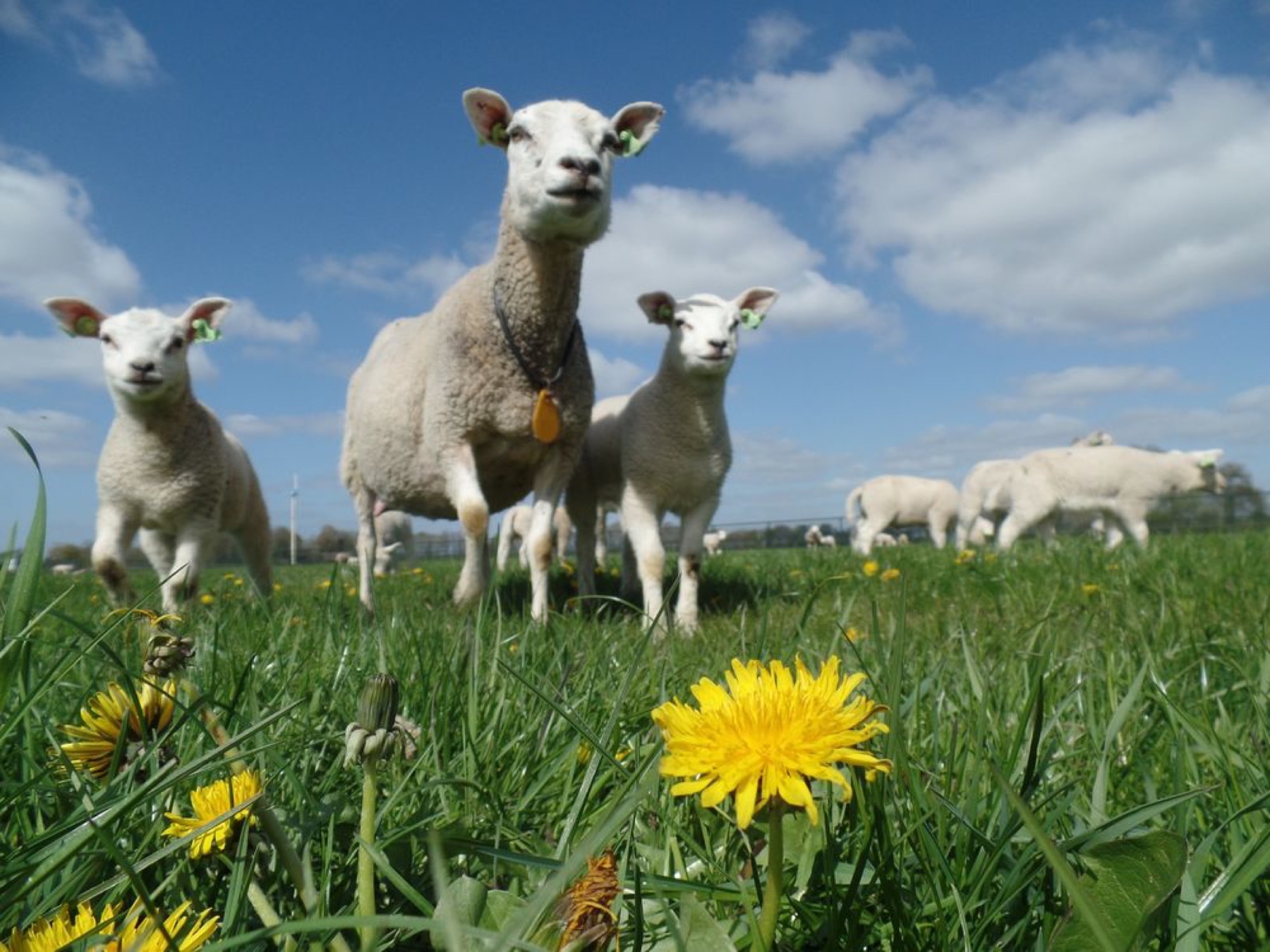 Schapen in de wei