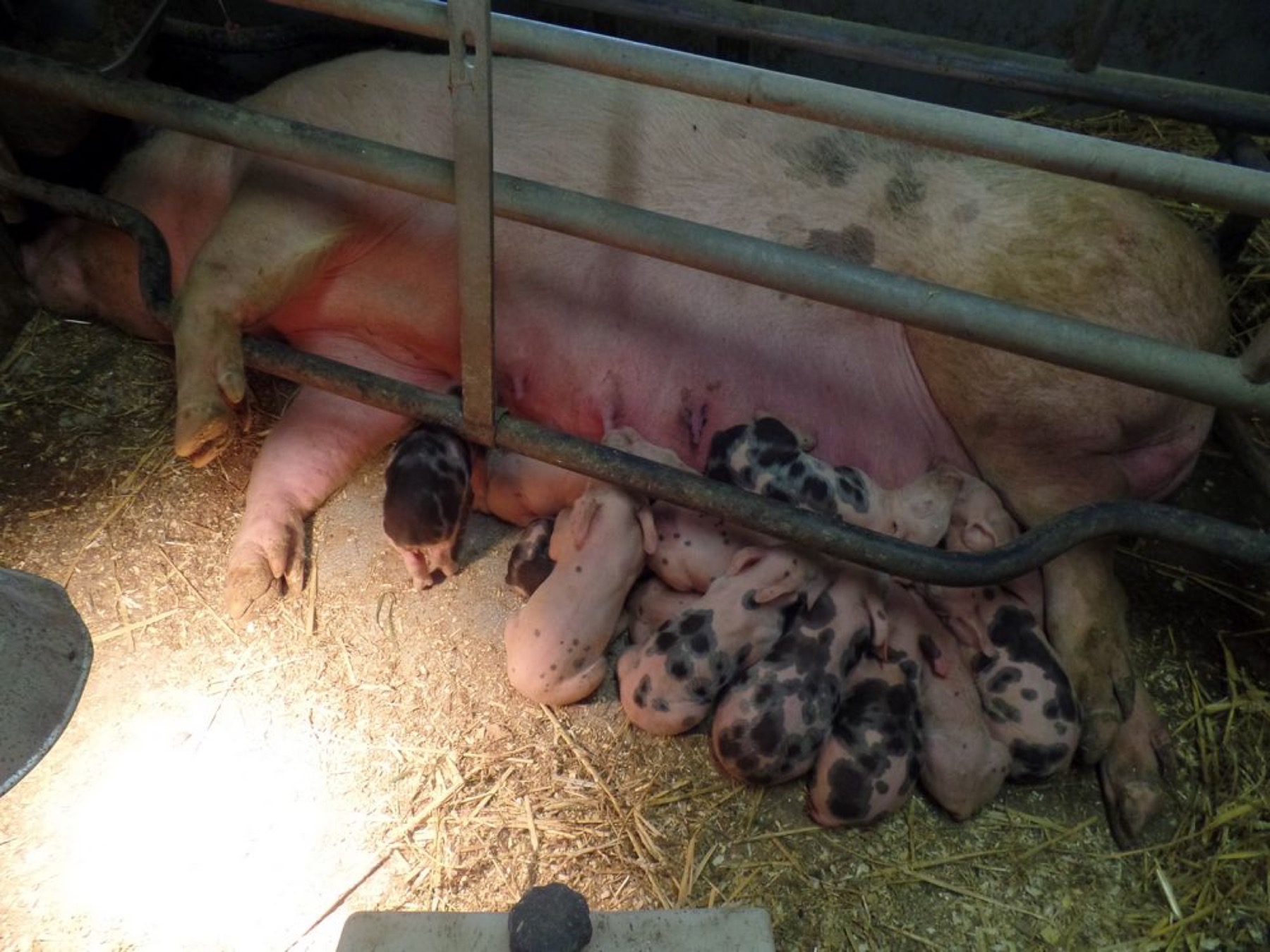 Zeug met biggen